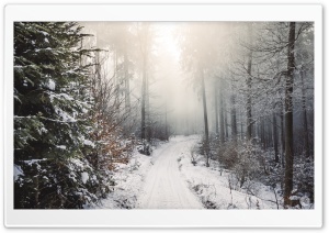 Winter, Trees, Forest, Snow, Path Ultra HD Wallpaper for 4K UHD Widescreen desktop, tablet & smartphone
