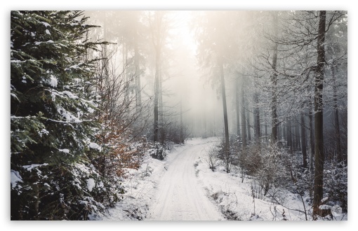 Wallpaper dark, forest, trees, winter, snow for mobile and desktop