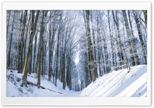 Winter, Trees, Forest, Snow, Path Ultra HD Wallpaper for 4K UHD Widescreen desktop, tablet & smartphone