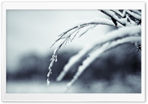 Winter Twigs, Bokeh Ultra HD Wallpaper for 4K UHD Widescreen desktop, tablet & smartphone