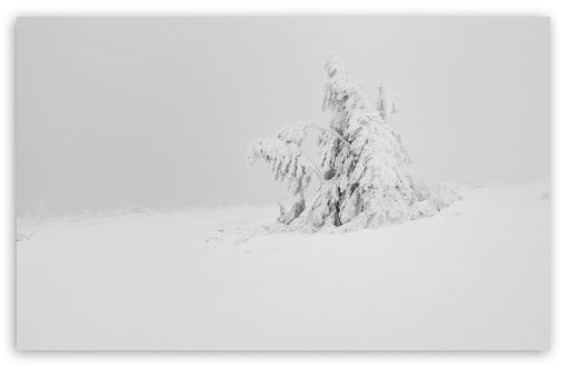 Winter White Snow Tree Aesthetic UltraHD Wallpaper for Wide 16:10 5:3 Widescreen WHXGA WQXGA WUXGA WXGA WGA ; UltraWide 21:9 ; 8K UHD TV 16:9 Ultra High Definition 2160p 1440p 1080p 900p 720p ; Standard 4:3 5:4 3:2 Fullscreen UXGA XGA SVGA QSXGA SXGA DVGA HVGA HQVGA ( Apple PowerBook G4 iPhone 4 3G 3GS iPod Touch ) ; Smartphone 16:9 3:2 5:3 2160p 1440p 1080p 900p 720p DVGA HVGA HQVGA ( Apple PowerBook G4 iPhone 4 3G 3GS iPod Touch ) WGA ; Tablet 1:1 ; iPad 1/2/Mini ; Mobile 4:3 5:3 3:2 16:9 5:4 - UXGA XGA SVGA WGA DVGA HVGA HQVGA ( Apple PowerBook G4 iPhone 4 3G 3GS iPod Touch ) 2160p 1440p 1080p 900p 720p QSXGA SXGA ; Dual 4:3 5:4 UXGA XGA SVGA QSXGA SXGA ;