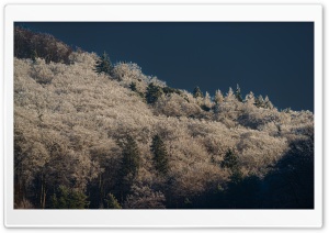 Winterforest 4K UHD Wallpaper for Widescreen and UltraWide Desktop, UltraHD TV, Smartphone, Tablet