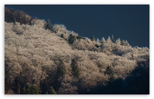 Winterforest UltraHD Wallpaper for UHD 16:9 ; HD 16:9 ; UltraWide 21:9 24:10 ; Widescreen 16:10 5:3 ; Fullscreen 4:3 5:4 3:2 ; Tablet 1:1 ;