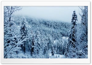 Winters Frost Ultra HD Wallpaper for 4K UHD Widescreen desktop, tablet & smartphone