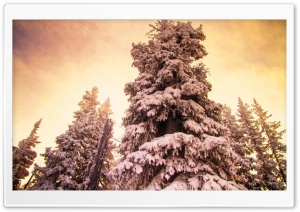 Winters Warmth Ultra HD Wallpaper for 4K UHD Widescreen desktop, tablet & smartphone