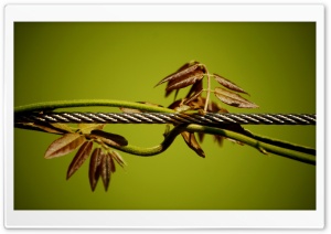Wire And Plant Ultra HD Wallpaper for 4K UHD Widescreen desktop, tablet & smartphone