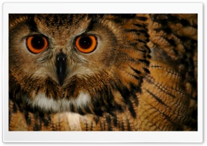 Wise Old Owl Ultra HD Wallpaper for 4K UHD Widescreen desktop, tablet & smartphone