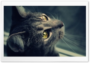 Wishful Cat Ultra HD Wallpaper for 4K UHD Widescreen desktop, tablet & smartphone
