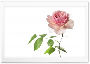 Wisley 2008 Rose, Aesthetic, White Background 4K UHD Wallpaper for Widescreen and UltraWide Desktop, UltraHD TV, Smartphone, Tablet
