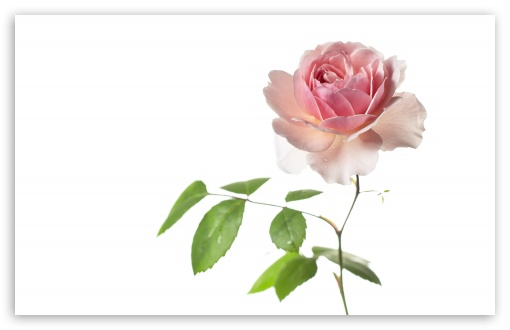 Wisley 2008 Rose, Aesthetic, White Background UltraHD Wallpaper for UHD 16:9 ; HD 16:9 ; UltraWide 21:9 24:10 32:9 32:10 ; Widescreen 16:10 5:3 ; Fullscreen 4:3 5:4 3:2 ; Tablet 1:1 ; Mobile 9:16 9:19.5 9:20 9:21 9:22 10:16 2:3 3:5 3:4 ; Dual 16:10 5:3 16:9 4:3 5:4 3:2 ;