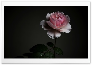 Wisley 2008 Rose with Water Drops, Dark Aesthetic 4K UHD Wallpaper for Widescreen and UltraWide Desktop, UltraHD TV, Smartphone, Tablet