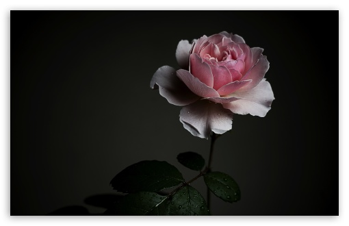 Wisley 2008 Rose with Water Drops, Dark Aesthetic UltraHD Wallpaper for UHD 16:9 ; HD 16:9 ; UltraWide 21:9 24:10 32:9 32:10 ; Widescreen 16:10 5:3 ; Fullscreen 4:3 5:4 3:2 ; Tablet 1:1 ; Mobile 9:16 9:19.5 9:20 9:21 9:22 10:16 2:3 3:5 3:4 ; Dual 16:10 5:3 16:9 4:3 5:4 3:2 ;