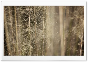 Wispy Grass Ultra HD Wallpaper for 4K UHD Widescreen desktop, tablet & smartphone