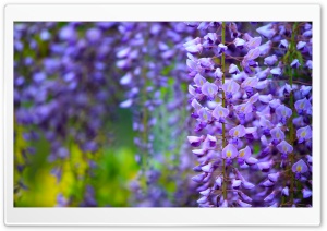 Wisteria in Bloom 4K UHD Wallpaper for Widescreen and UltraWide Desktop, UltraHD TV, Smartphone, Tablet