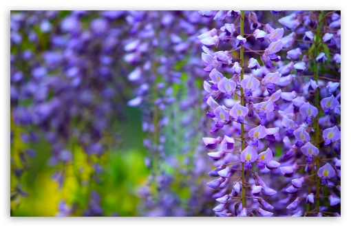 Wisteria in Bloom UltraHD Wallpaper for UHD 16:9 ; HD 16:9 ; UltraWide 21:9 24:10 32:9 32:10 ; Widescreen 16:10 5:3 ; Fullscreen 4:3 5:4 3:2 ; Tablet 1:1 ; Mobile 9:16 9:19.5 9:20 9:21 9:22 10:16 2:3 3:5 3:4 ; Dual 16:10 5:3 16:9 4:3 5:4 3:2 ;