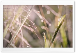 Witchgrass Ultra HD Wallpaper for 4K UHD Widescreen desktop, tablet & smartphone