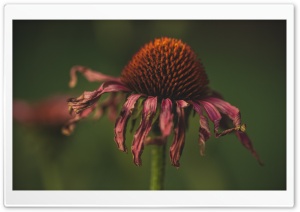 Withered Coneflower Ultra HD Wallpaper for 4K UHD Widescreen desktop, tablet & smartphone