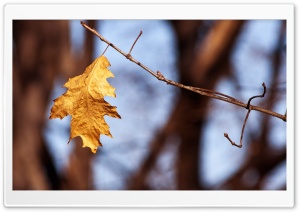 Withered Oak Leaf, Autumn Ultra HD Wallpaper for 4K UHD Widescreen desktop, tablet & smartphone