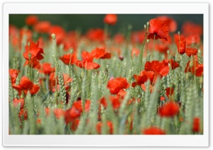 Withered Poppies Ultra HD Wallpaper for 4K UHD Widescreen desktop, tablet & smartphone