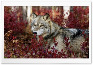 Wolf, Autumn Ultra HD Wallpaper for 4K UHD Widescreen desktop, tablet & smartphone