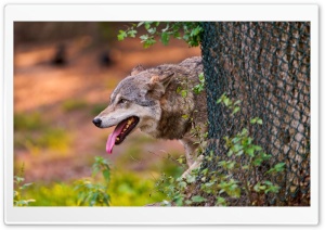 Wolf Behind The Tree Ultra HD Wallpaper for 4K UHD Widescreen desktop, tablet & smartphone