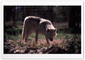Wolf by Dave Johnson Ultra HD Wallpaper for 4K UHD Widescreen desktop, tablet & smartphone