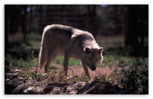 Wolf by Dave Johnson UltraHD Wallpaper for HD 16:9 ; Widescreen 16:10 5:3 ; Fullscreen 4:3 5:4 3:2 ; Tablet 1:1 ;