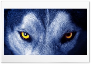 wolf eyes look wool 4K UHD Wallpaper for Widescreen and UltraWide Desktop, UltraHD TV, Smartphone, Tablet