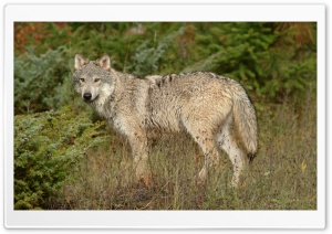 Wolf In Clearing Montana Ultra HD Wallpaper for 4K UHD Widescreen desktop, tablet & smartphone