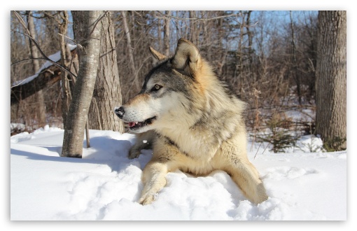 Wolf Predator Winter UltraHD Wallpaper for HD 16:9 ; Widescreen 16:10 5:3 ; Fullscreen 4:3 5:4 3:2 ;