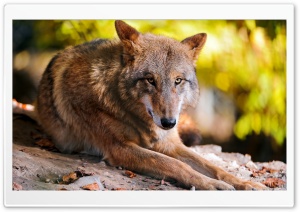 Wolf Resting Ultra HD Wallpaper for 4K UHD Widescreen desktop, tablet & smartphone