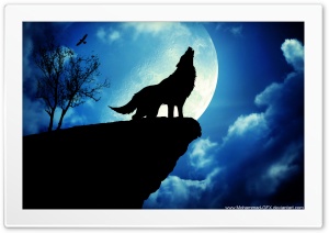 wolf wallpaper Ultra HD Wallpaper for 4K UHD Widescreen desktop, tablet & smartphone