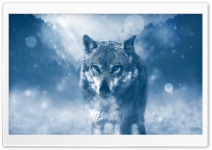 Wolf Winter Ultra HD Wallpaper for 4K UHD Widescreen desktop, tablet & smartphone