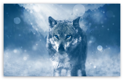 hd wolf desktop backgrounds