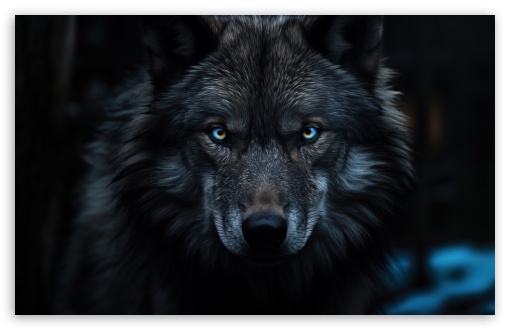 Wolf with Blue Eyes in the Dark UltraHD Wallpaper for UHD 16:9 ; HD 16:9 ; UltraWide 21:9 24:10 ; Widescreen 16:10 5:3 ; Fullscreen 4:3 5:4 3:2 ; Tablet 1:1 ; Mobile 9:16 9:19.5 9:20 10:16 2:3 3:5 3:4 ;