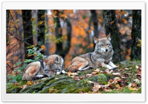 Wolfs Ultra HD Wallpaper for 4K UHD Widescreen desktop, tablet & smartphone