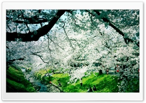 Wonderful Spring Day Ultra HD Wallpaper for 4K UHD Widescreen desktop, tablet & smartphone