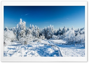 Wonderland Winter Ultra HD Wallpaper for 4K UHD Widescreen desktop, tablet & smartphone