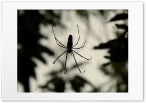 Wood Spider 4K UHD Wallpaper for Widescreen and UltraWide Desktop, UltraHD TV, Smartphone, Tablet