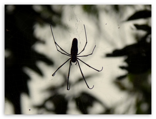 Wood Spider UltraHD Wallpaper for Fullscreen 4:3 ;