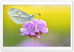 Wood White Butterfly on Flower Macro 4K UHD Wallpaper for Widescreen and UltraWide Desktop, UltraHD TV, Smartphone, Tablet