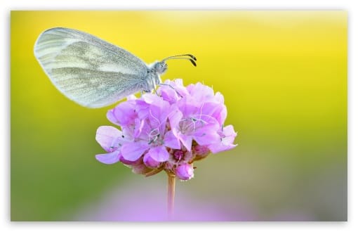 Wood White Butterfly on Flower Macro UltraHD Wallpaper for UHD 16:9 ; HD 16:9 ; UltraWide 21:9 24:10 32:9 32:10 ; Widescreen 16:10 ; Fullscreen 3:2 ; Tablet 1:1 ; Dual 16:10 16:9 ;