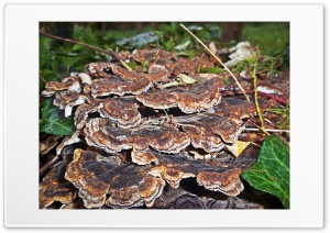 wooden mushrooms Ultra HD Wallpaper for 4K UHD Widescreen Desktop, Lockscreen, Screensaver, TV, Tablet, Smartphone