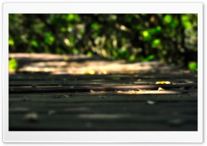 Wooden Walkway Ultra HD Wallpaper for 4K UHD Widescreen desktop, tablet & smartphone