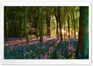 Woodland Scene with Violet Blossoms 4K UHD Wallpaper for Widescreen and UltraWide Desktop, UltraHD TV, Smartphone, Tablet