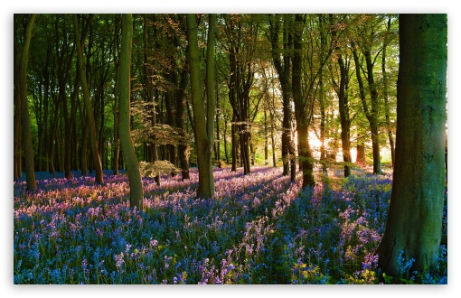 Woodland Scene with Violet Blossoms 4K UHD Wallpaper for Widescreen and UltraWide Desktop, UltraHD TV, Smartphone, Tablet Woodland Scene with Violet Blossoms UltraHD Wallpaper for UHD 16:9 ; HD 16:9 ; UltraWide 21:9 24:10 32:9 32:10 ; Widescreen 16:10 5:3 ; Fullscreen 4:3 5:4 3:2 ; Tablet 1:1 ; Mobile 9:16 9:19.5 9:20 10:16 2:3 3:5 3:4 ; Dual 16:10 5:3 16:9 4:3 5:4 3:2 ;