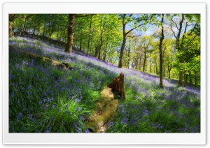Woodland Spring Flowers Ultra HD Wallpaper for 4K UHD Widescreen desktop, tablet & smartphone
