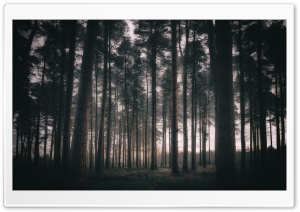 Woodland, Trees, Morning Ultra HD Wallpaper for 4K UHD Widescreen desktop, tablet & smartphone