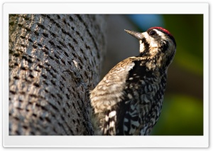 Woodpecker Ultra HD Wallpaper for 4K UHD Widescreen desktop, tablet & smartphone
