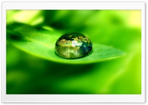 World On A Green Leaf Ultra HD Wallpaper for 4K UHD Widescreen desktop, tablet & smartphone